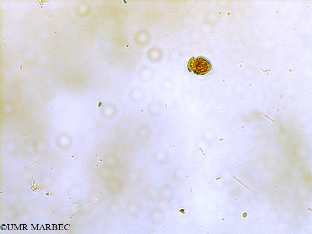 phyto/Scattered_Islands/all/COMMA April 2011/Oxytoxum laticeps (ancien O. sp3 cf laticeps -Corythodinium sp3)(copy).jpg